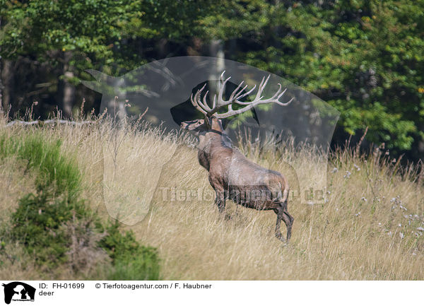 Hirsch / deer / FH-01699