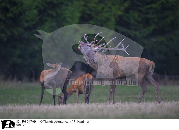 Hirsche / deers / FH-01709