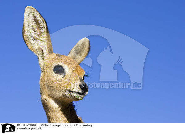 steenbok portrait / HJ-03089