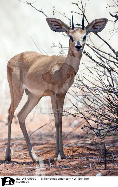 Steinbckchen / steenbok / WS-05959