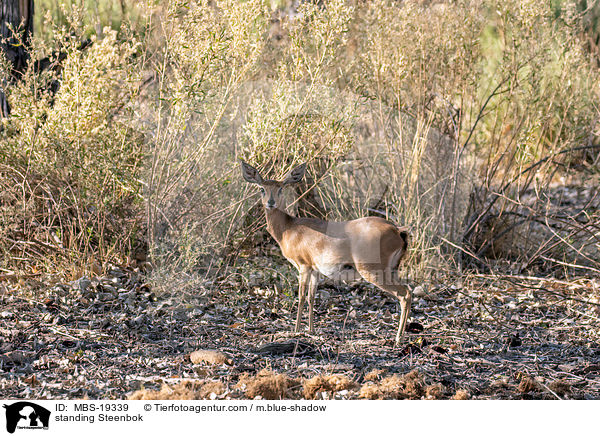 standing Steenbok / MBS-19339