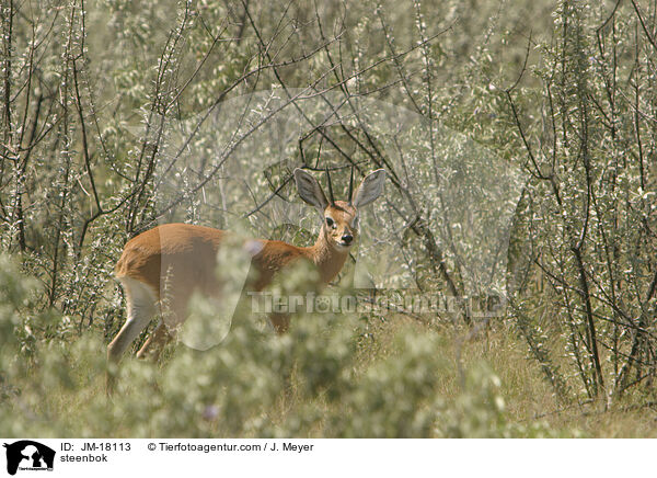 Steinbckchen / steenbok / JM-18113