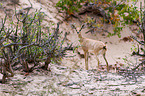 steenbok