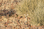 steenbok