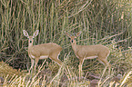 steenboks