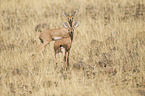 steenboks