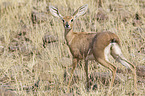 steenbok