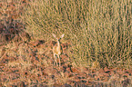 steenbok