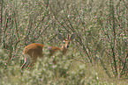 steenbok