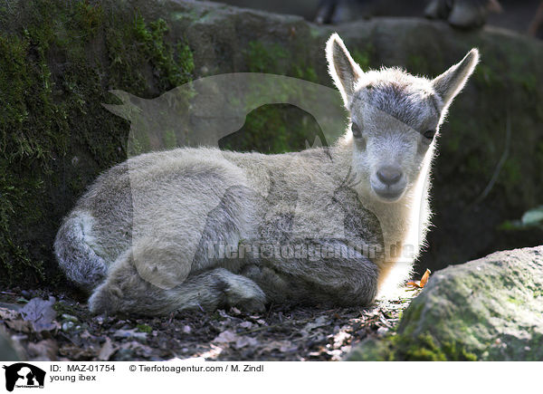 young ibex / MAZ-01754