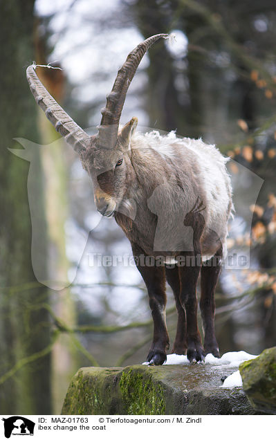 Steinbock im Fellwechsel / ibex change the coat / MAZ-01763