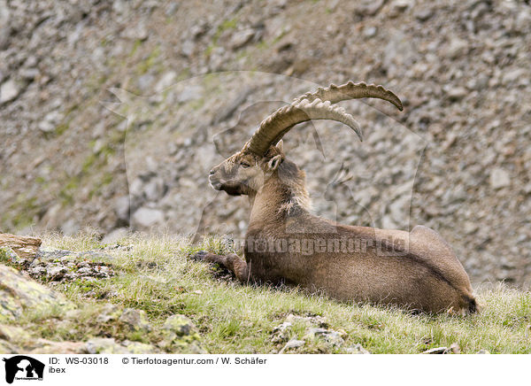ibex / WS-03018