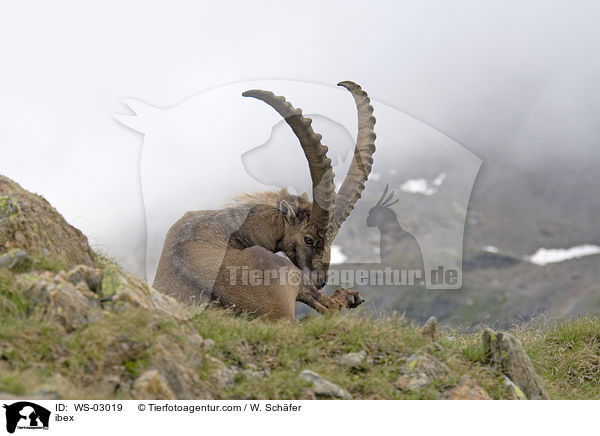 Steinbock / ibex / WS-03019