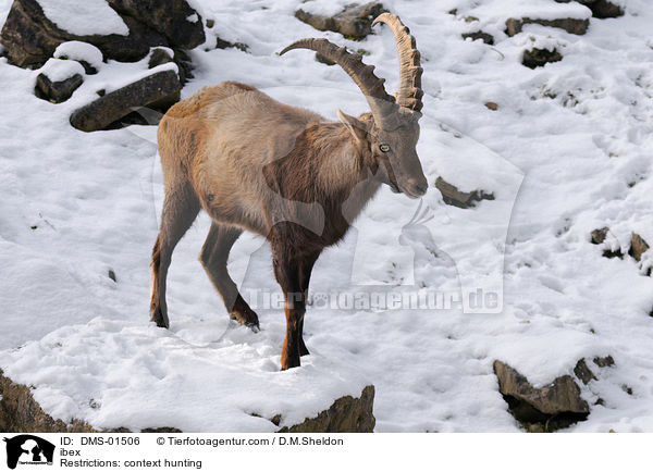 Steinbock / ibex / DMS-01506