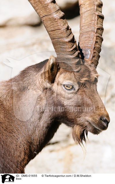 Steinbock / ibex / DMS-01655