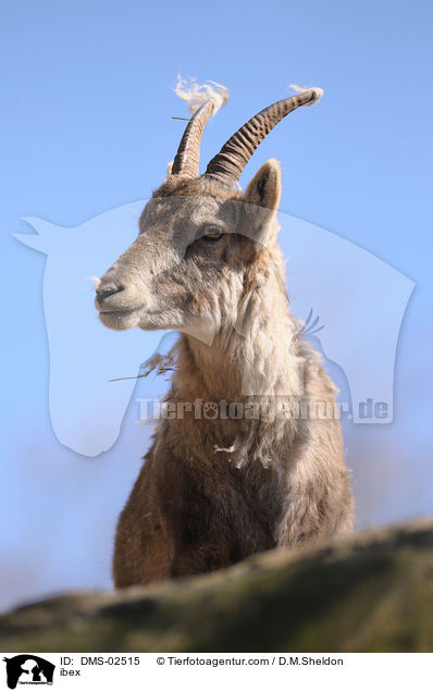 Steinbock / ibex / DMS-02515