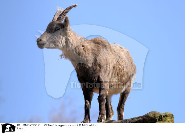 Steinbock / ibex / DMS-02517