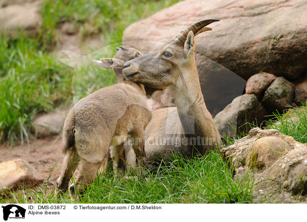 Alpine ibexes / DMS-03872