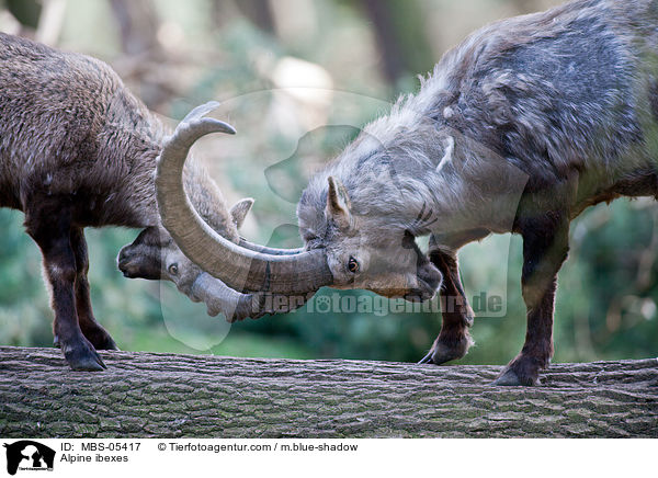 Steinbcke / Alpine ibexes / MBS-05417