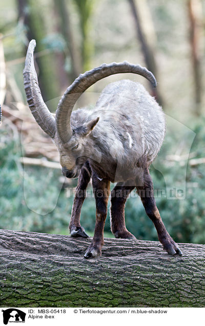 Steinbock / Alpine ibex / MBS-05418