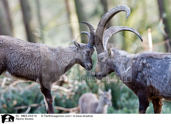 Steinbcke / Alpine ibexes / MBS-05419