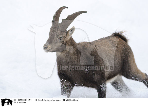 Steinbock / Alpine ibex / DMS-05411