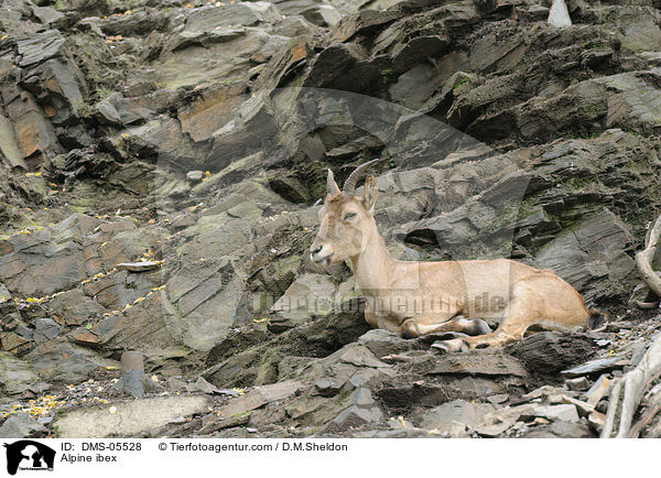 Steinbock / Alpine ibex / DMS-05528