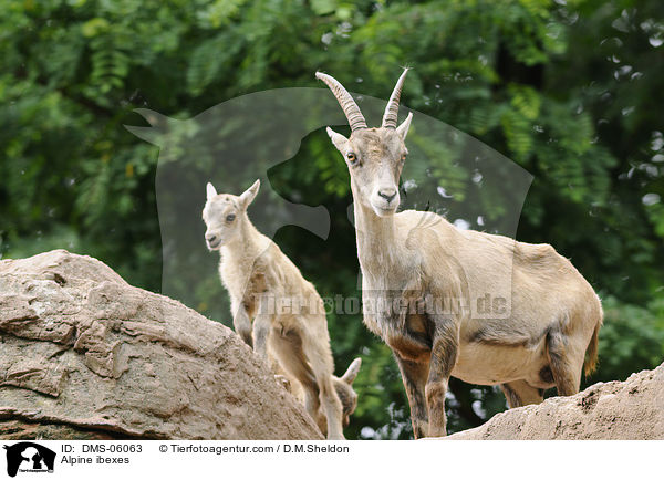 Steinbcke / Alpine ibexes / DMS-06063