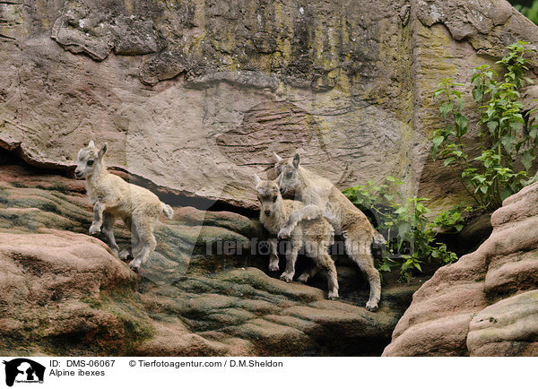 Steinbcke / Alpine ibexes / DMS-06067