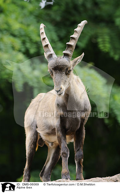 Steinbock / Alpine ibex / DMS-06069