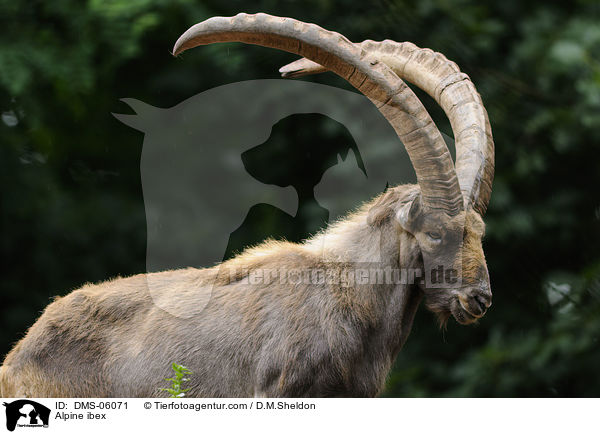 Steinbock / Alpine ibex / DMS-06071