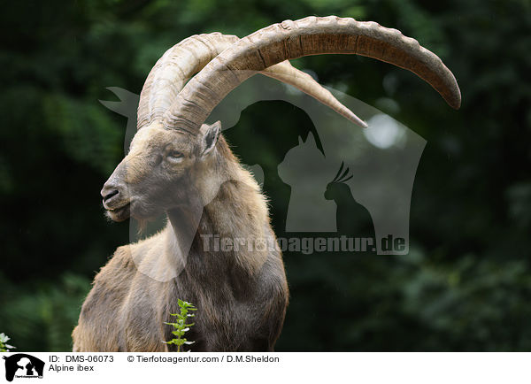Steinbock / Alpine ibex / DMS-06073
