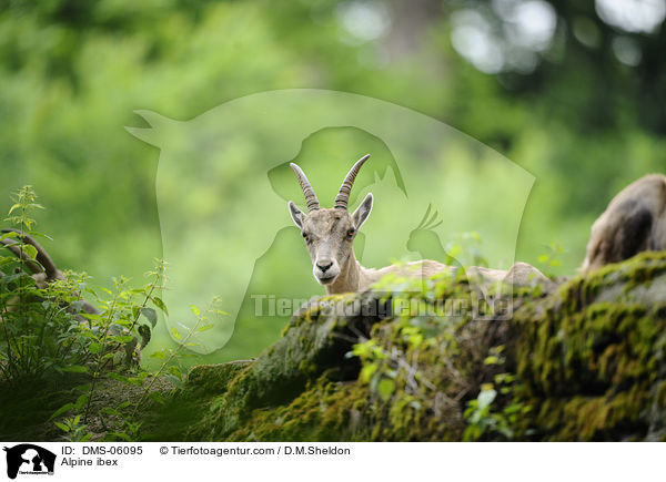 Alpine ibex / DMS-06095