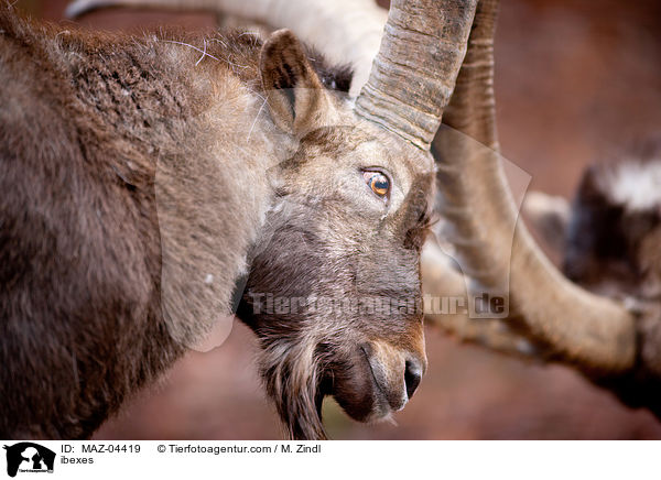 Steinbcke / ibexes / MAZ-04419