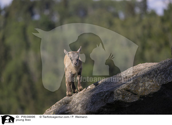 young Ibex / PW-08896