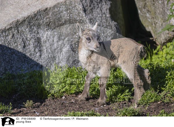 young Ibex / PW-08899