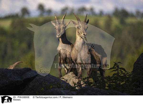 Steinbcke / Ibexes / PW-08906