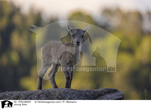young Ibex / PW-08940