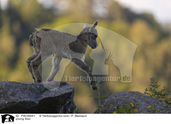 young Ibex / PW-08941