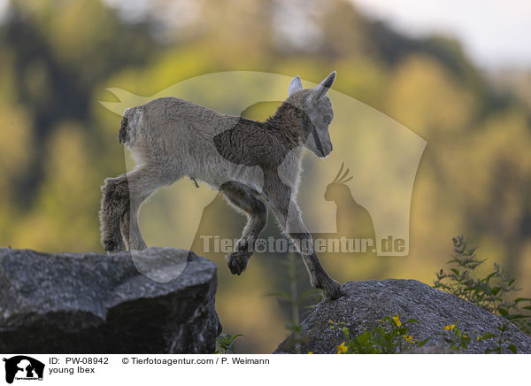 junger Steinbock / young Ibex / PW-08942