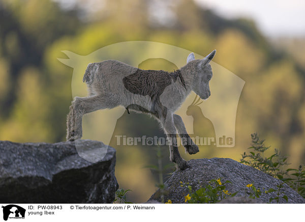 young Ibex / PW-08943