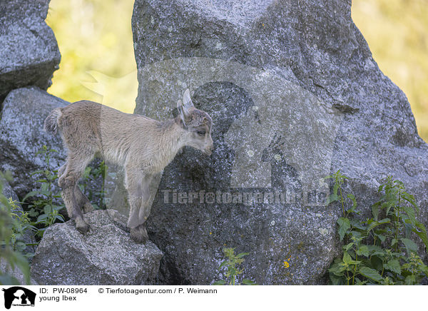 young Ibex / PW-08964