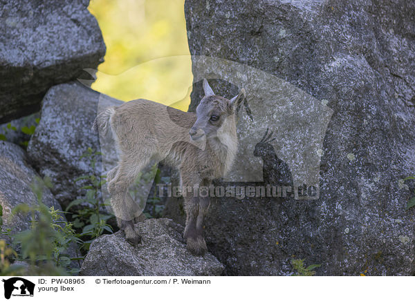 young Ibex / PW-08965