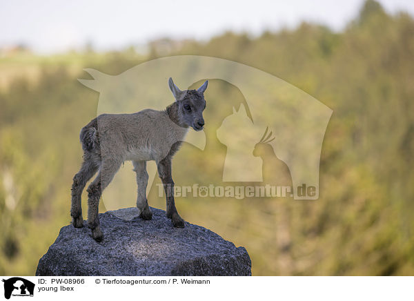 young Ibex / PW-08966
