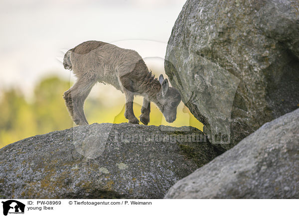 young Ibex / PW-08969
