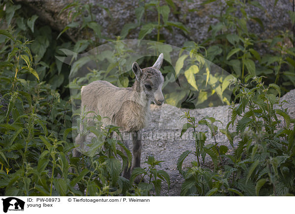 young Ibex / PW-08973