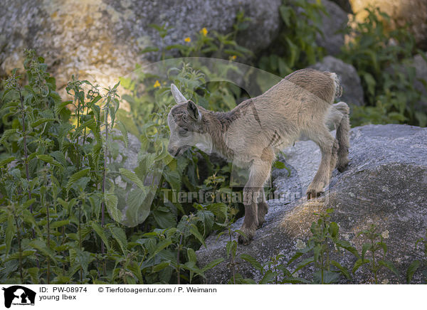 junger Steinbock / young Ibex / PW-08974