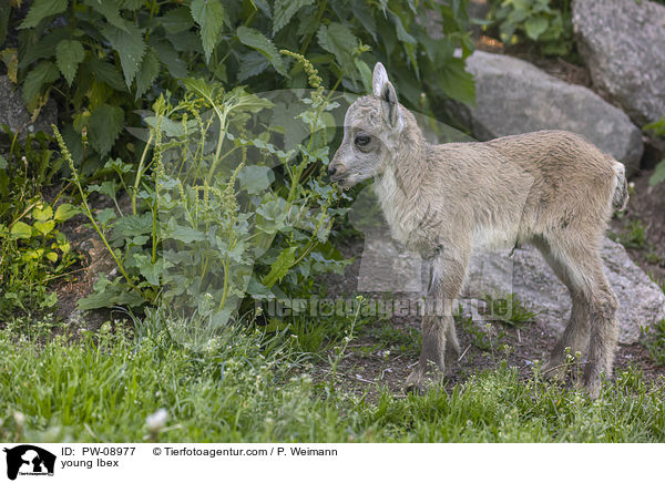 junger Steinbock / young Ibex / PW-08977