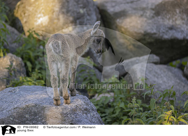 young Ibex / PW-08982