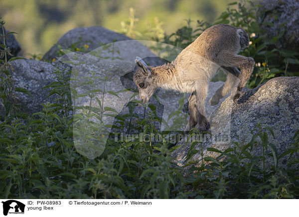 junger Steinbock / young Ibex / PW-08983
